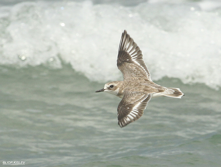    Greater Sand Plover Charadrius leschenaultii  ,Maagan Michael  ,12-09-12 Lior Kislev        